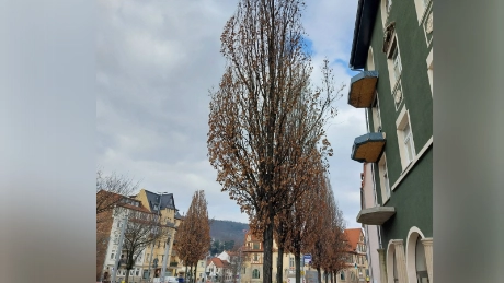 Tree felling and replanting in Naumburger Straße