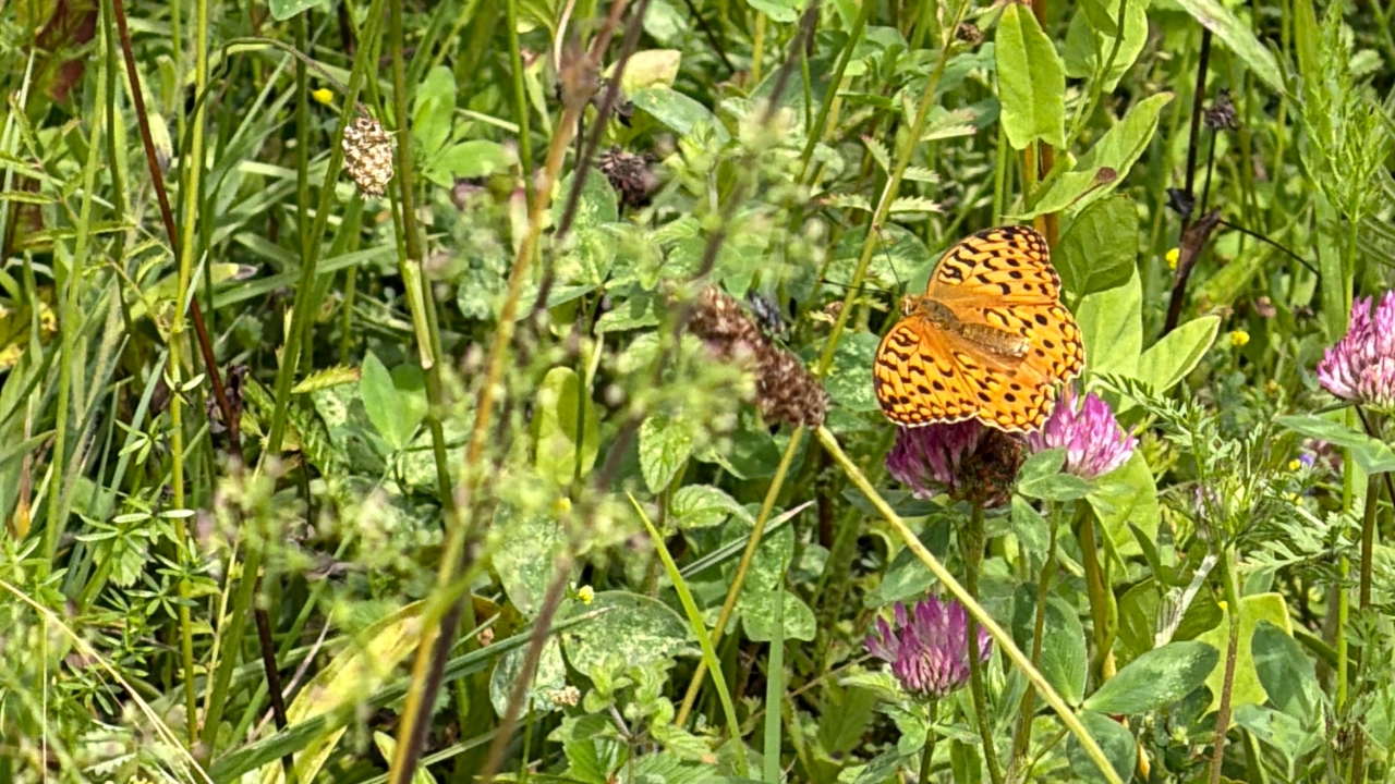 Insektenwiesen in Jena Lobeda