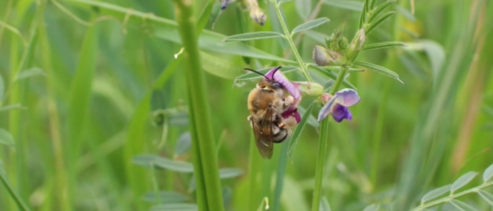 Ein großer Tag für ein kleines Tier – Happy Weltbienentag