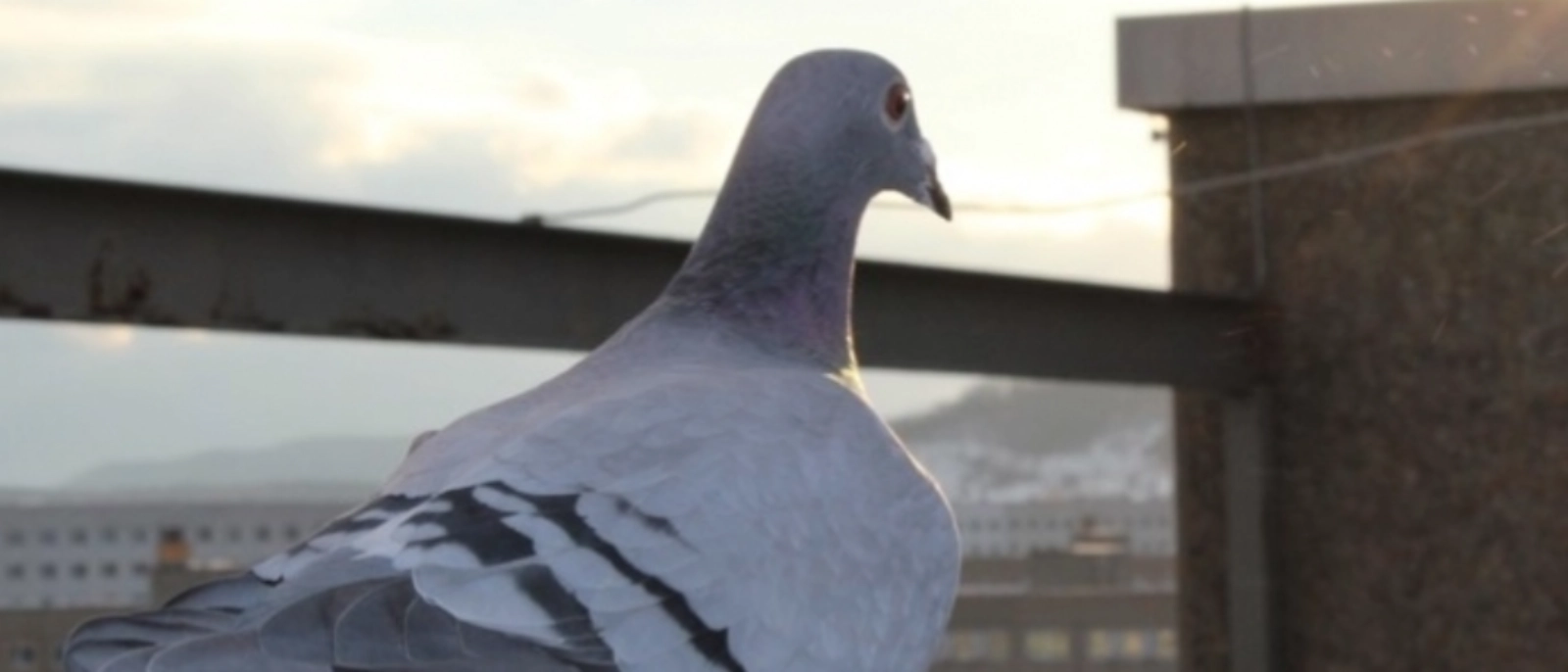 Ein Herz und ein Haus für Tauben – diese Vorteile bietet ein Taubenschlag