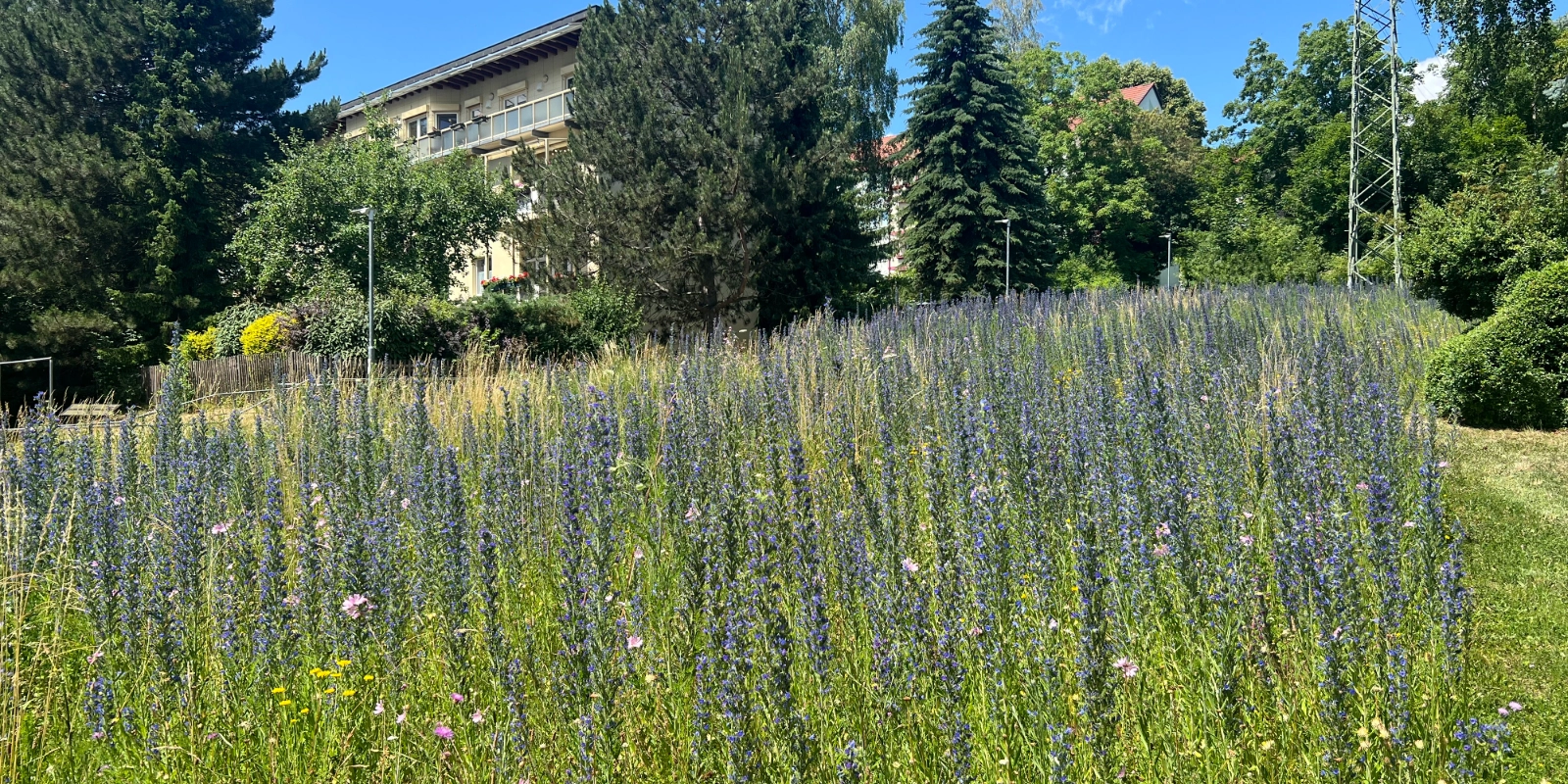 Blühende Insektenwiese in Jena Nord