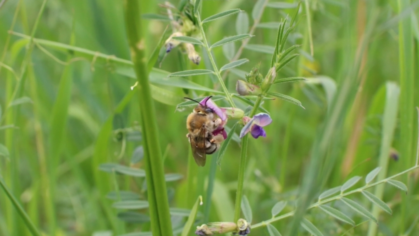 Insektenwiese beim Immergrün