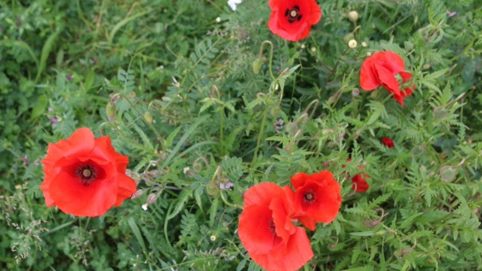 Bienenweide von jenawohnen