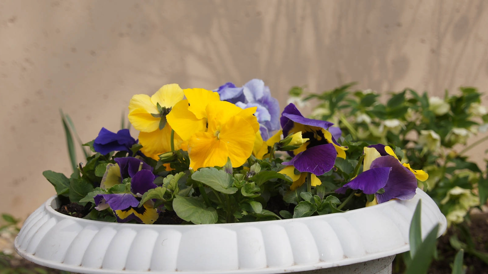 Frühblüher in einem Blumentopf