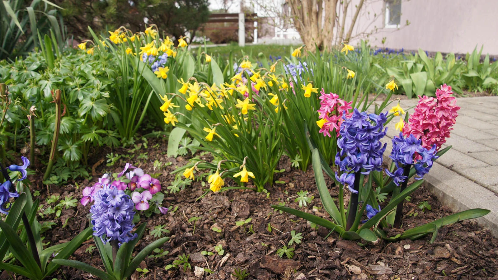 Blumenbeet mit Frühblühern zu Ostern
