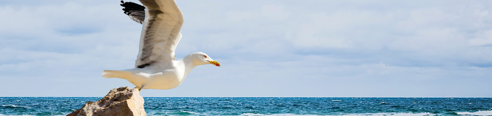 Eine Möwe über dem Meer
