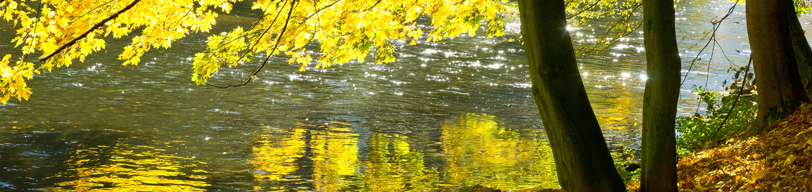 Ein Teich im Herbst