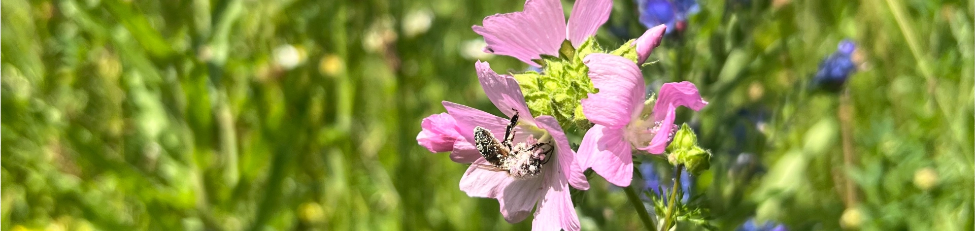 Bienen auf der Insektenwiese