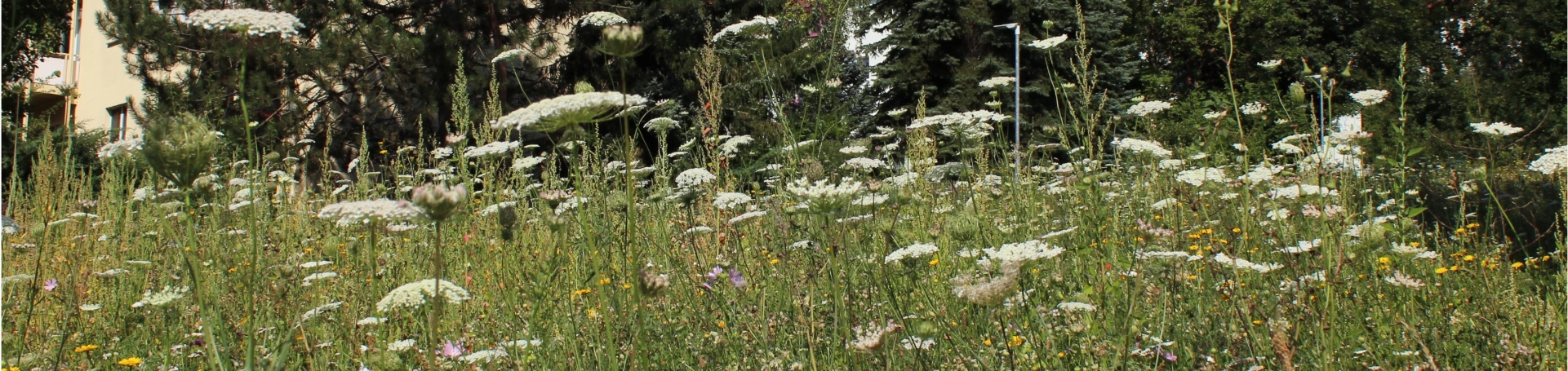Unsere Insektenwiese in der Gotthard-Neumann-Straße