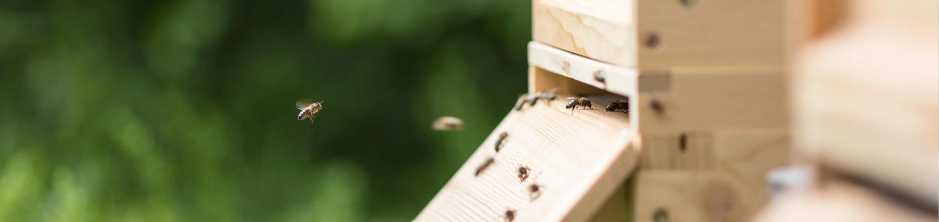 jenawohnen Bienen,  Foto: Tina Peißker