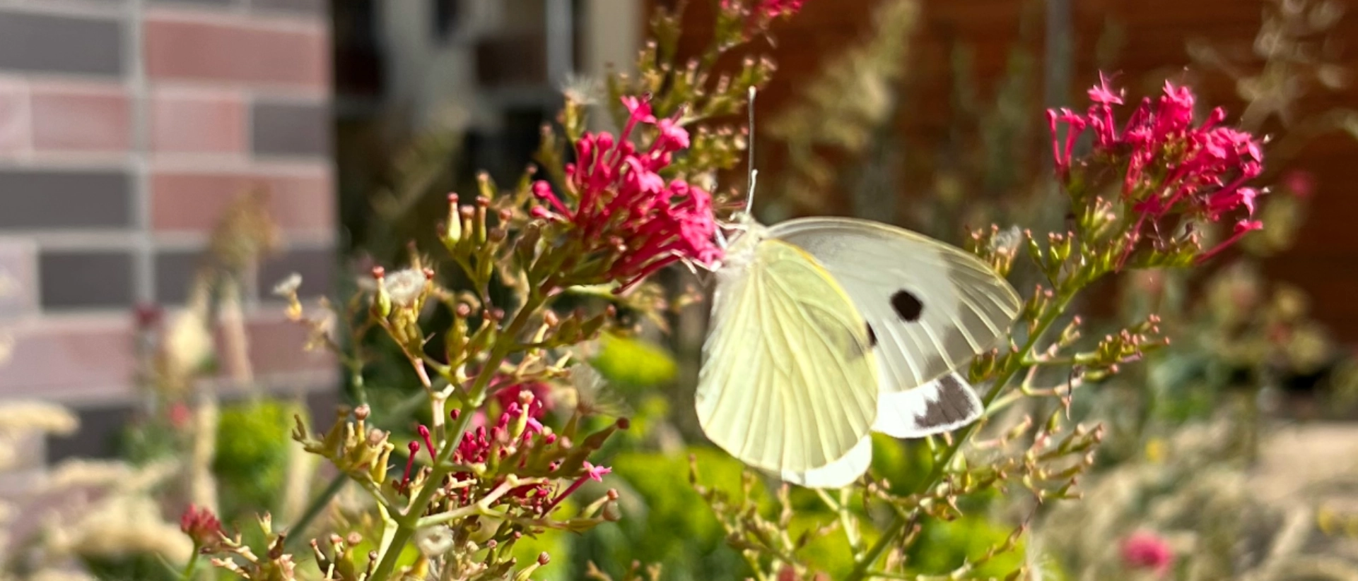Schmetterling in Jenas grünen Vorgärten