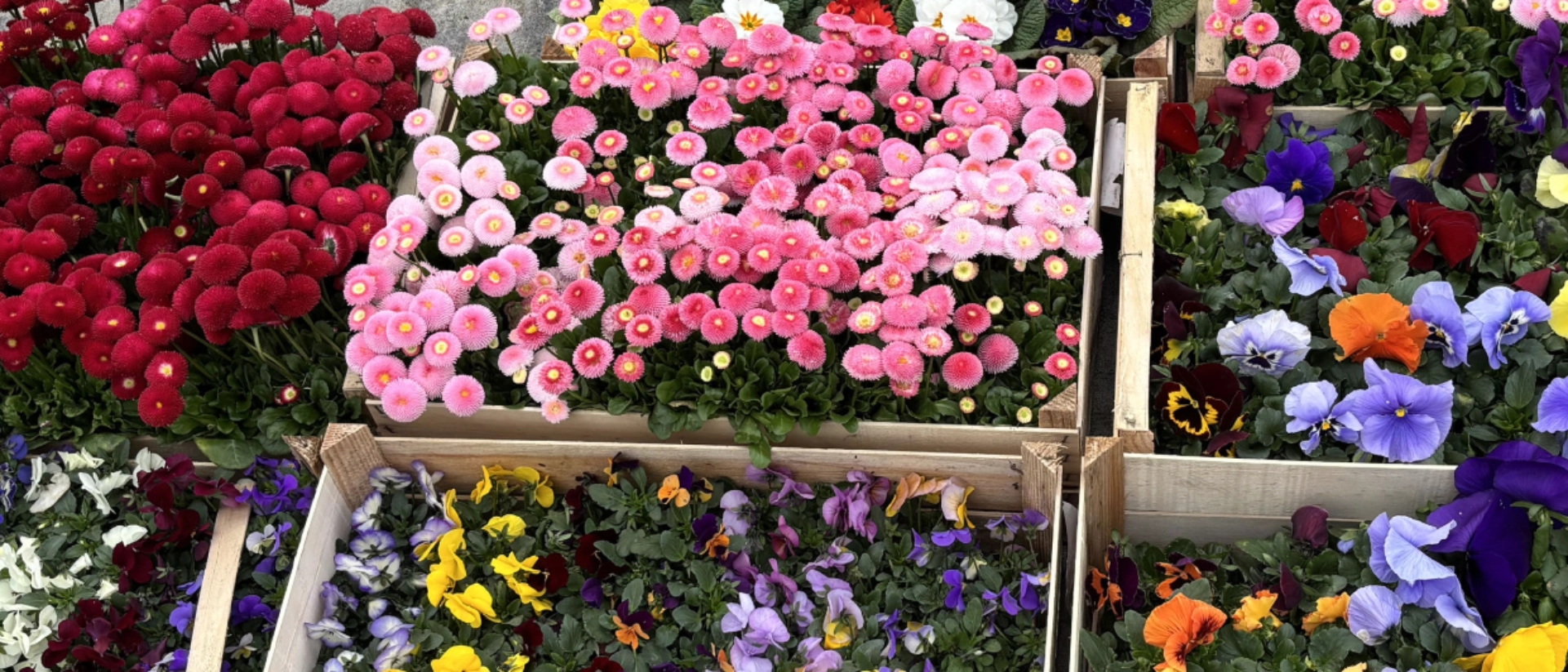 jenawohnen pflanzt Frühblüher in den Quartieren 