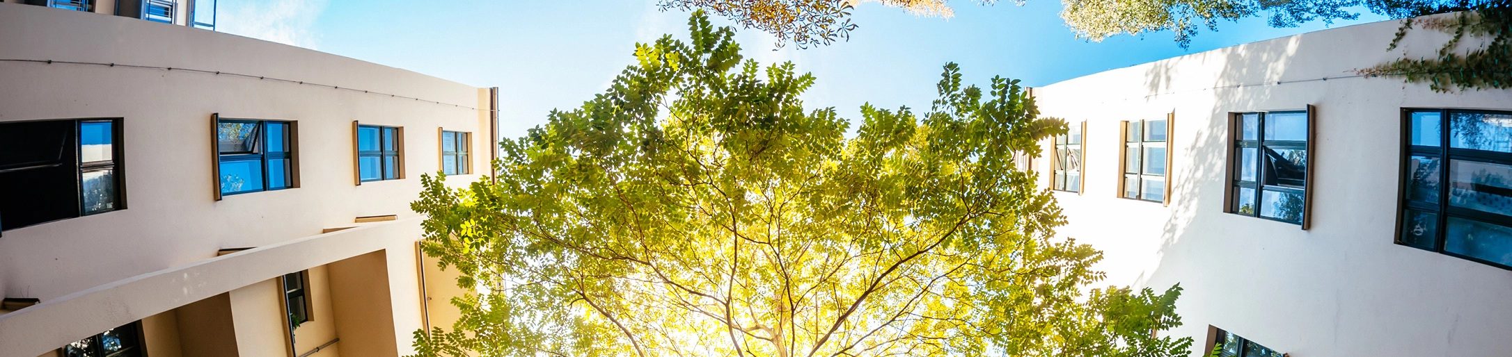 Ein Baum und zwei Wohnhäuser
